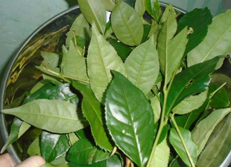Người đang dùng khăn ẩm lau nhẹ nhàng lá cây trầu bà tỷ phú để làm sạch bụi bẩn